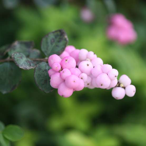 Close up of a clusters of pink berries on Proud Berry coralberry